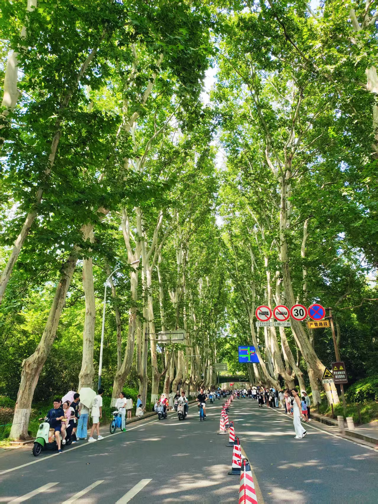 梧桐大道 梧桐大道